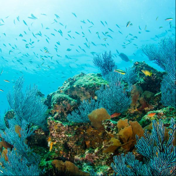coral reef in a blue water ocean